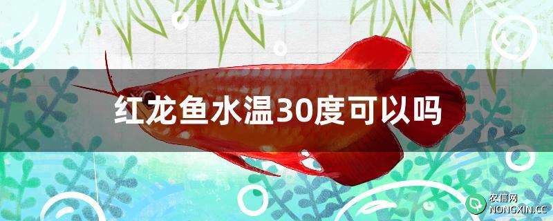 红龙鱼水温30度可以吗