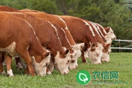 一头牛一年能吃多少草料