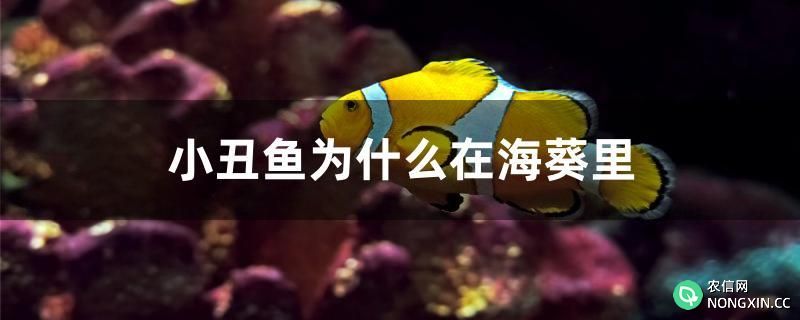 小丑鱼为什么在海葵里