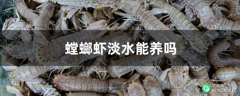 螳螂虾淡水能养吗