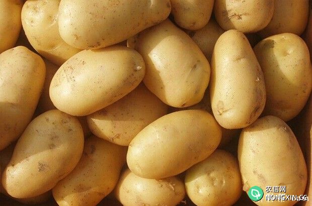 马铃薯的生长时期有哪些