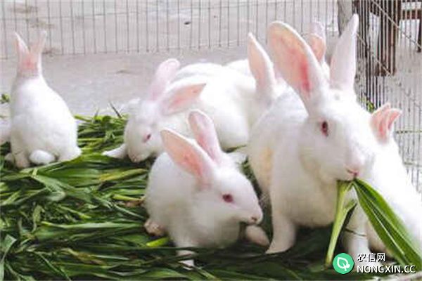 兔子的生活习性简介