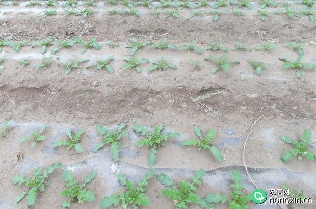 种植萝卜如何施肥