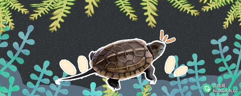 草龟的繁殖方法和注意事项，孵化的方法