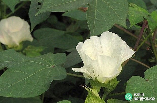 棉花什么时候能使用植物生长调节剂