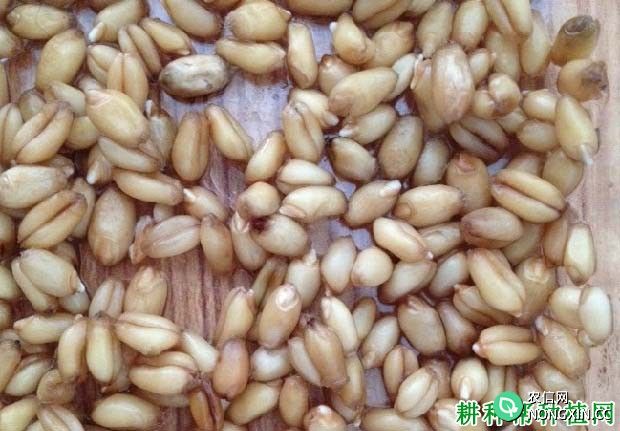 小麦种子发芽率如何测