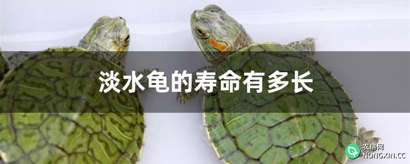 淡水龟的寿命有多长