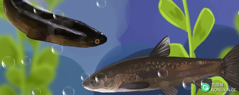 青鱼和黑鱼是同一种鱼吗，有什么区别