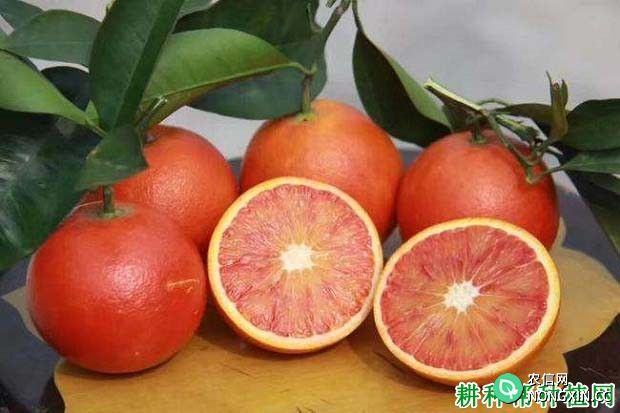 晚熟8号血橙品种介绍