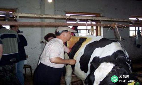 牛前胃弛缓的治疗方法