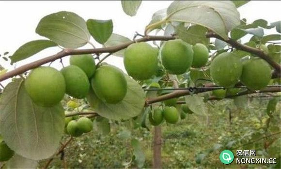 青枣栽培对气候条件要求