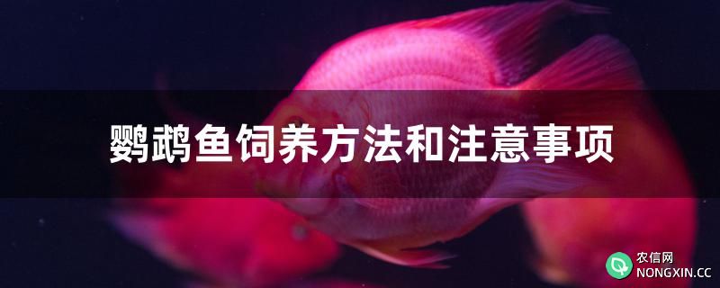 鹦鹉鱼饲养方法和注意事项