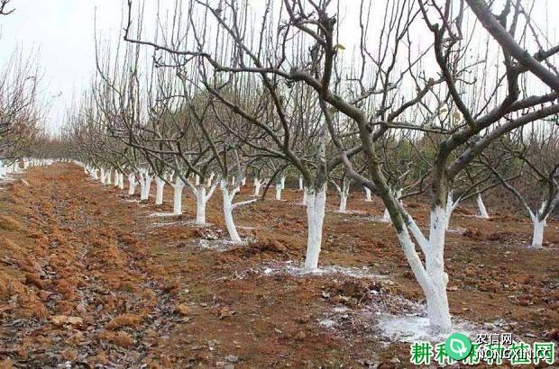 种植李子树冬季如何预防冻害 有哪些方法