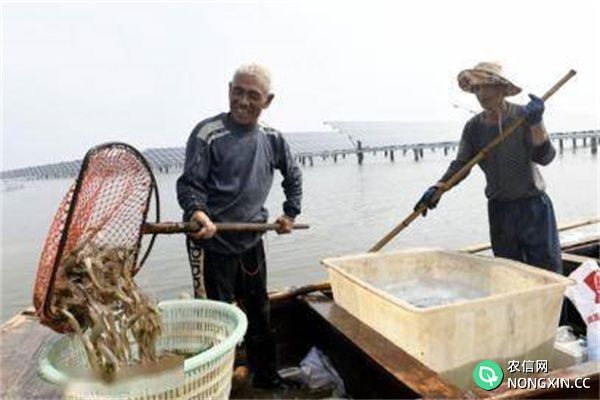 为什么养虾池必须采取分批捕捞