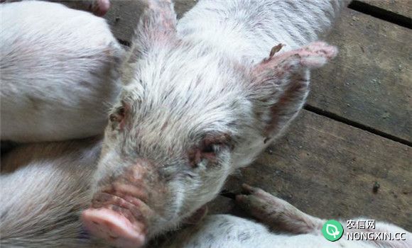 猪疥螨的临床症状表现