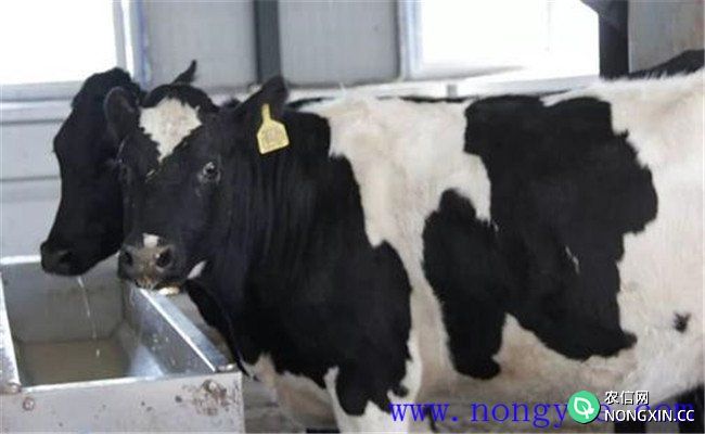 奶牛优质高产饮水管理措施有哪些