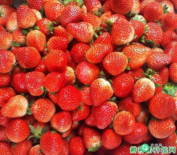 吃草莓能增强记忆力