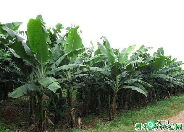 氮肥对香蕉生长起什么作用