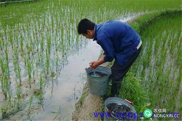 稻田养殖草鱼发病率低，容易管理