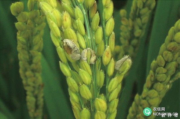 水稻稻曲病如何防治水稻稻曲病用什么药防治