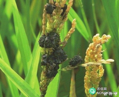 水稻稻曲病如何防治水稻稻曲病用什么药防治