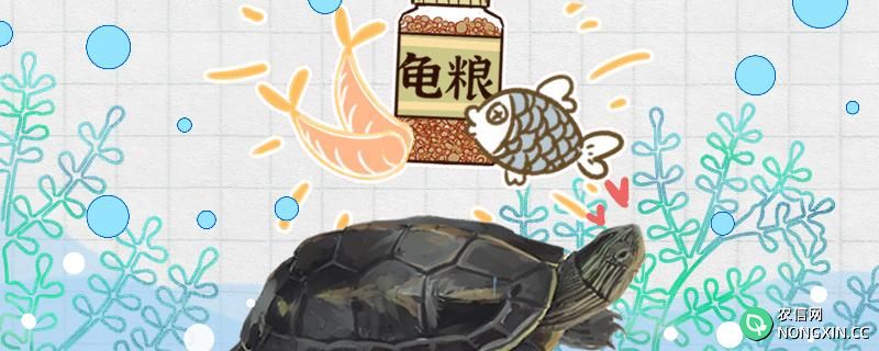 珍珠龟不吃饭是什么原因，怎么办