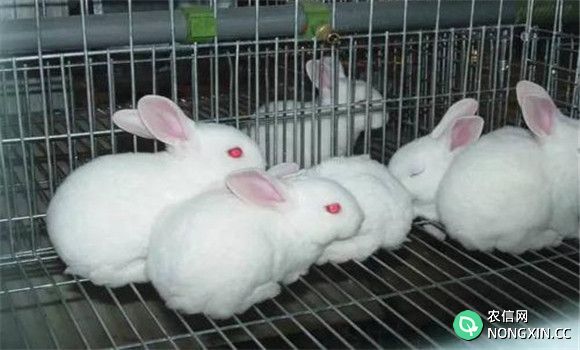 兔葡萄球菌病流行特点