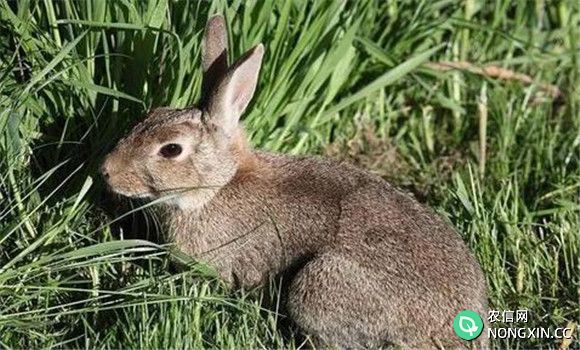 兔葡萄球菌病的预防