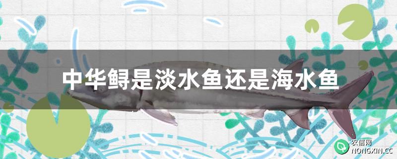 中华鲟是淡水鱼还是海水鱼