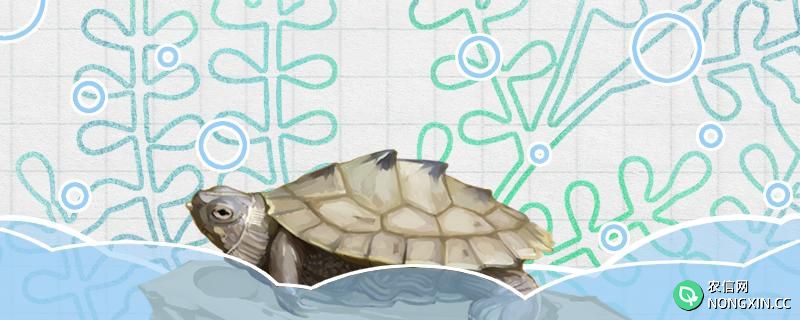 地图龟可以和麝香龟一起养吗，可以和什么乌龟混养