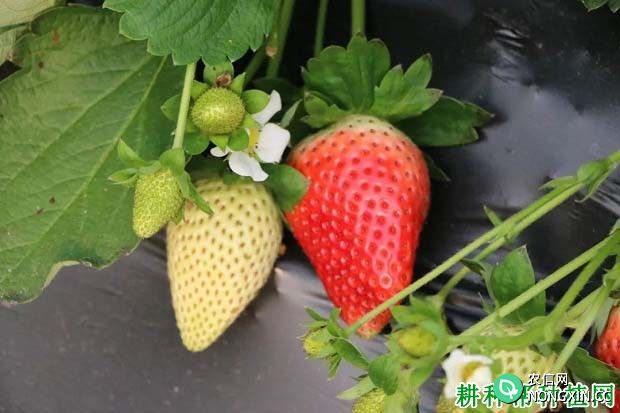 海丽甘草莓品种好不好