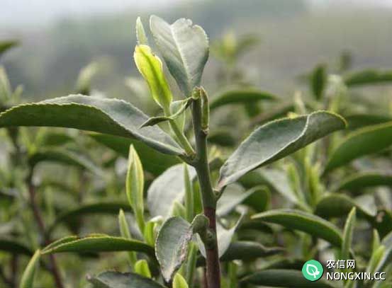 茶树种植技术