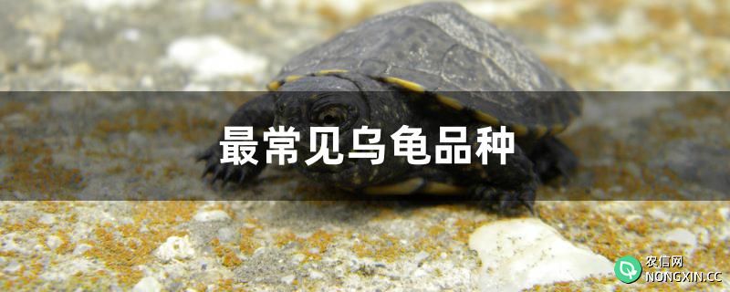 最常见乌龟品种有哪些
