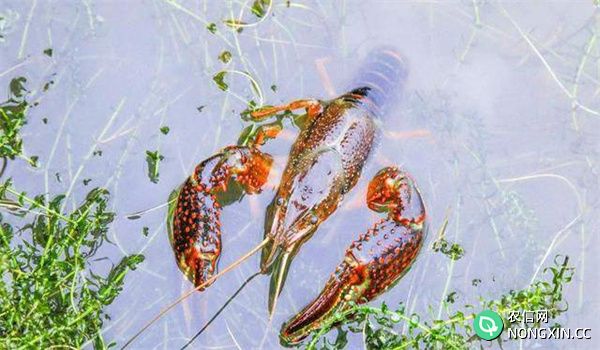 夏季鱼种混养小龙虾技术