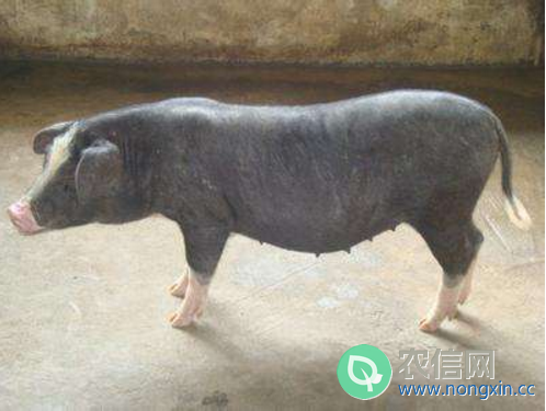 汉江黑猪简介，汉江黑猪的产地分布与品种特性(2)