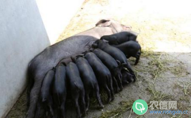 汉江黑猪简介，汉江黑猪的产地分布与品种特性(3)