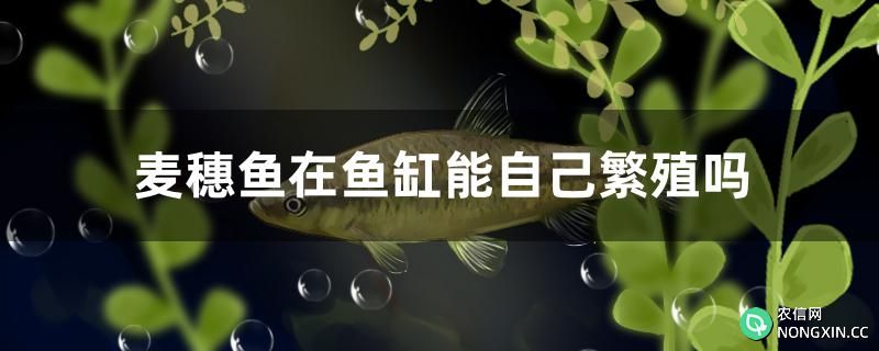 麦穗鱼在鱼缸能自己繁殖吗