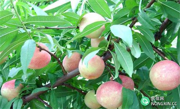 桃树栽培与管理技术要点