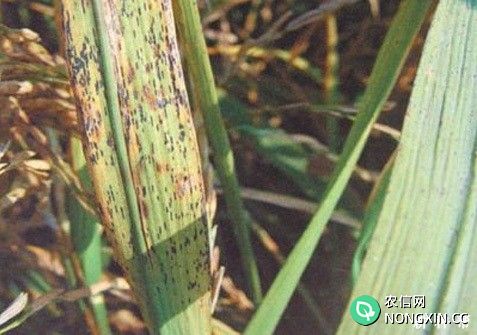 水稻叶黑粉病如何防治水稻叶黑粉病用什么药能治