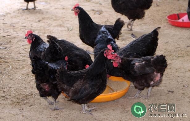 一千只土鸡的养殖成本估算