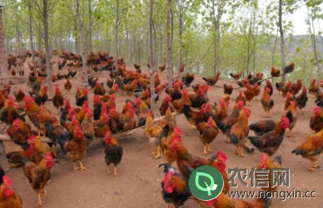 养鸡场的成本投资怎么计算？