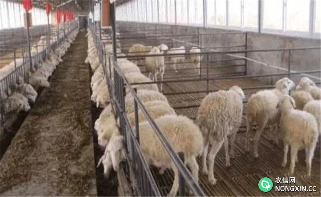冬季养羊要注意哪些问题