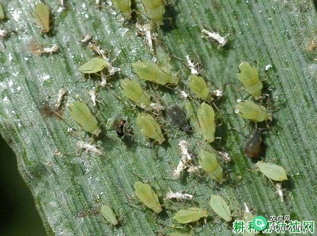 种植小麦如何防治麦双尾蚜