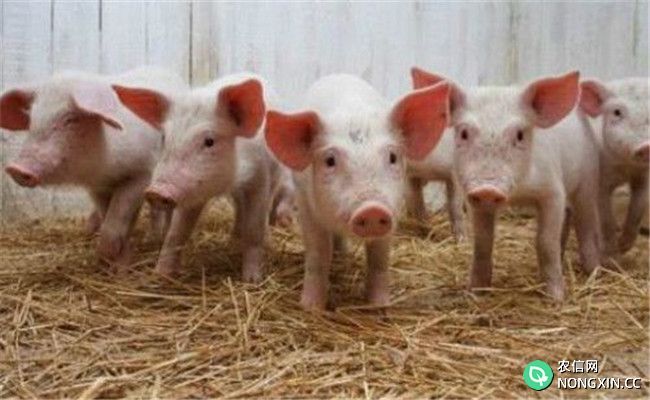 为什么养猪者感觉猪越来越难养