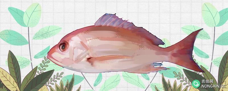 红鲷鱼是海鱼还是淡水鱼，能养殖吗