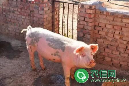 农村猪圈尺寸多大，40平米猪圈养多少头猪
