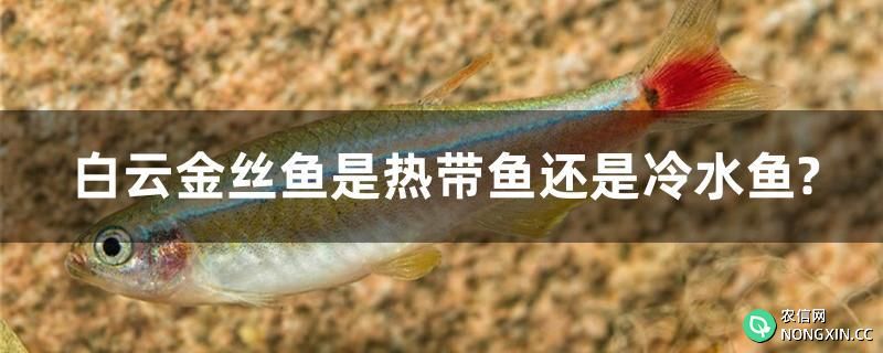 白云金丝鱼是热带鱼还是冷水鱼?