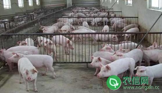 办一个养猪场需要的七种手续