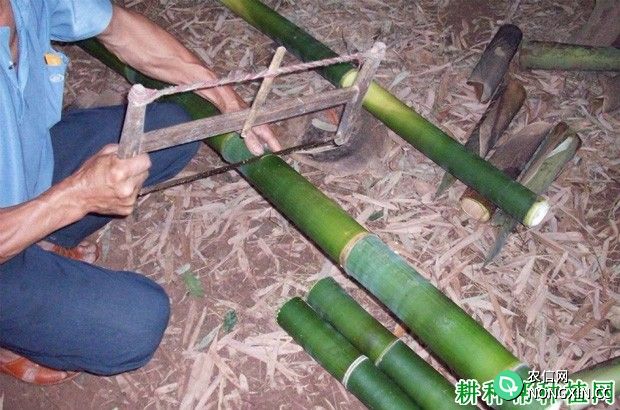 竹子如何埋节育苗