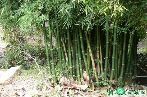 竹子如何埋节育苗